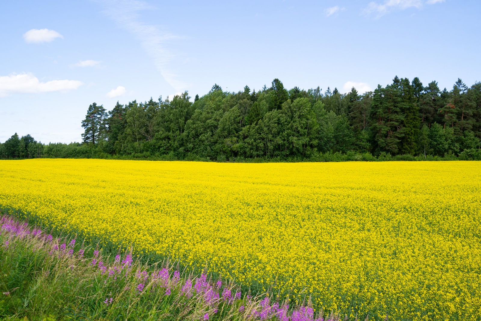 夏のスウェーデンの菜の花畑と森と花々の風景写真