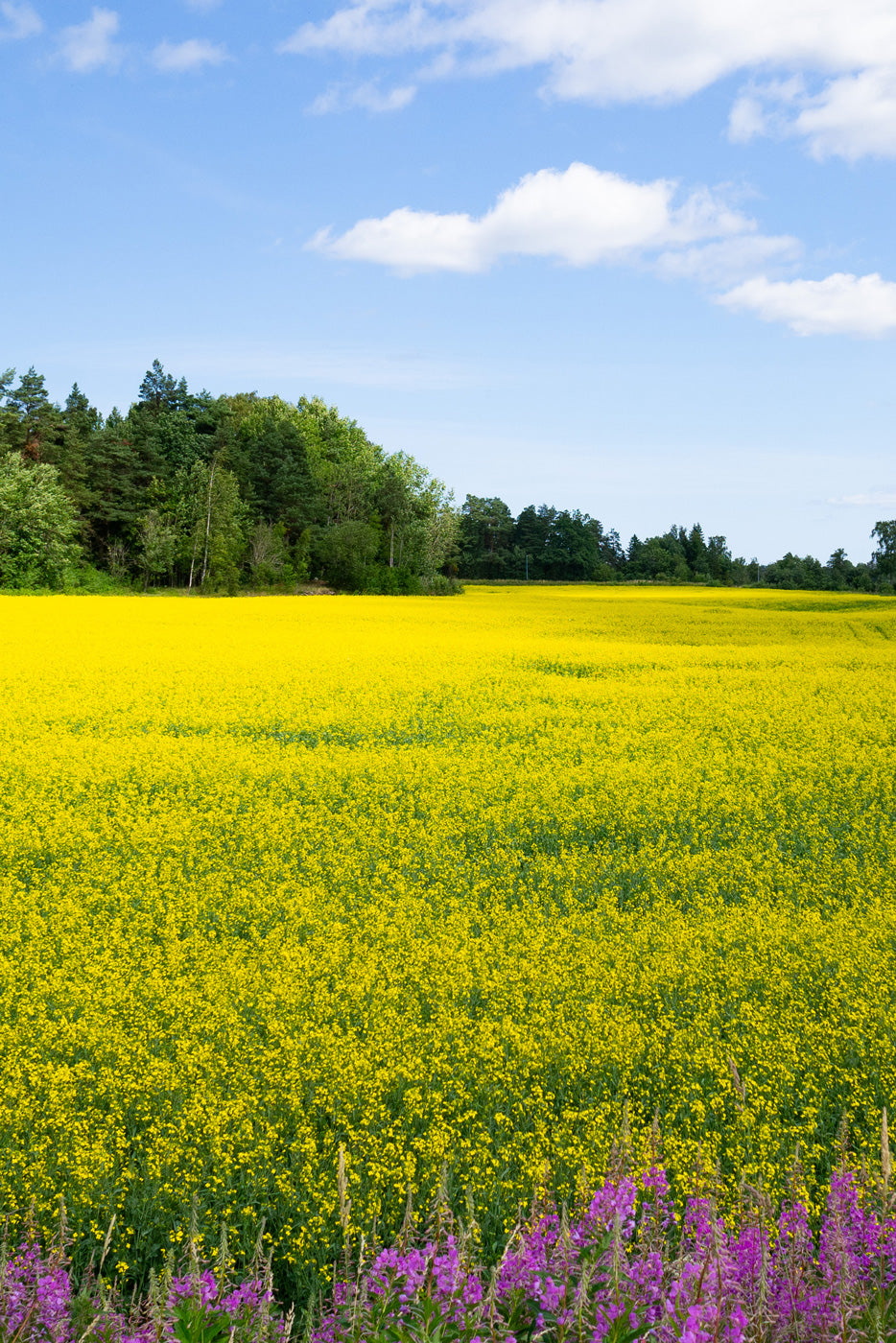 夏のスウェーデンの菜の花畑と森と花々の風景写真